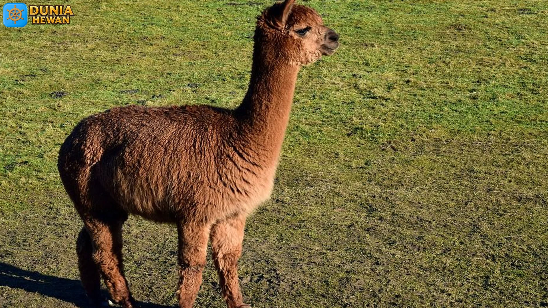 Alpaka Adaptasi Tubuh Yang Membuat Hewan Ini Jadi Ikon