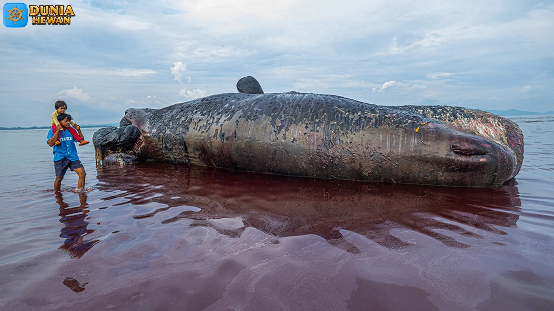 Melihat Paus Sperma dari Sudut Unik Kehidupan Sosialnya