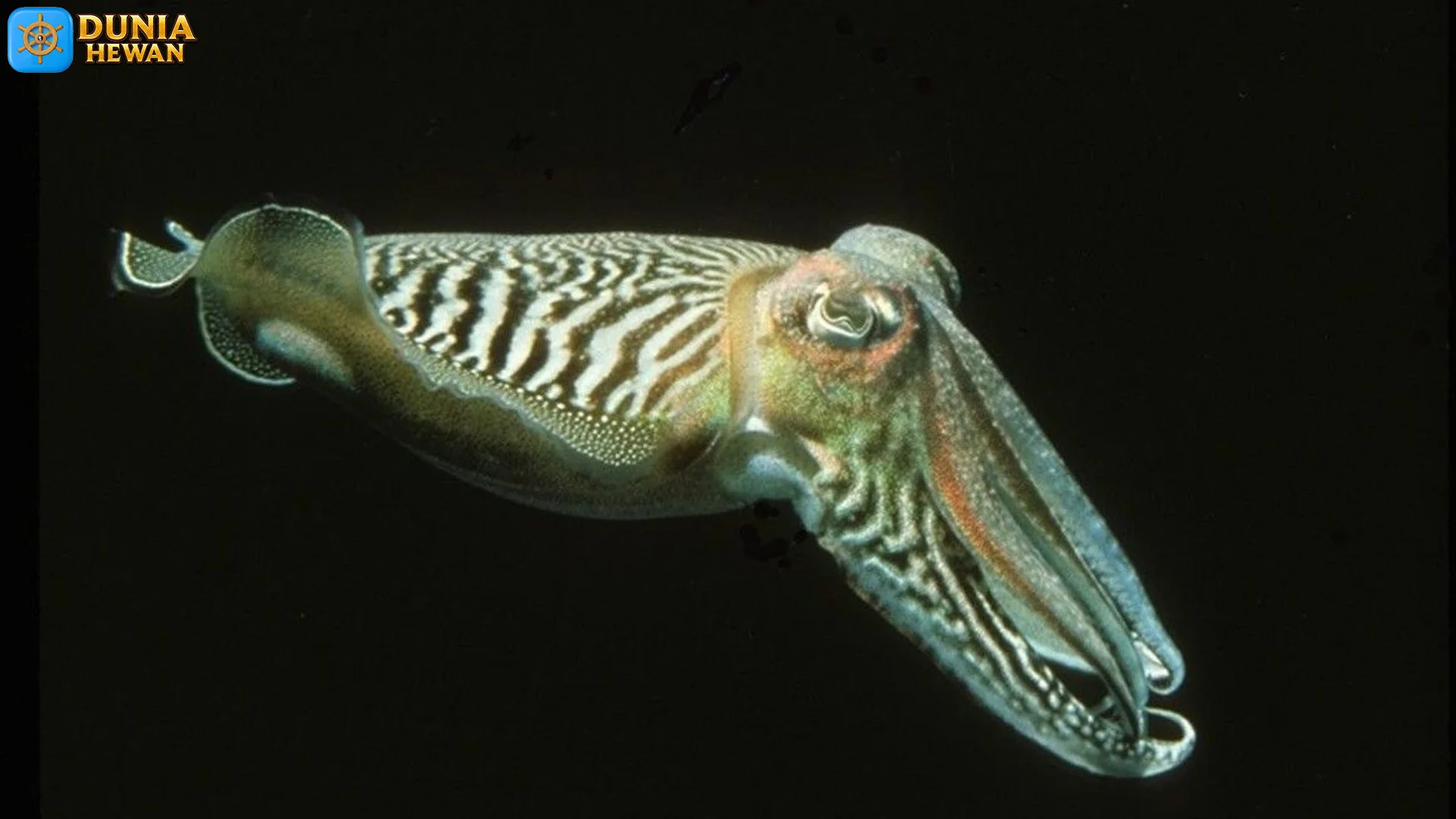 Mata Sotong Bentuk Aneh yang Bisa Lihat ke Belakang