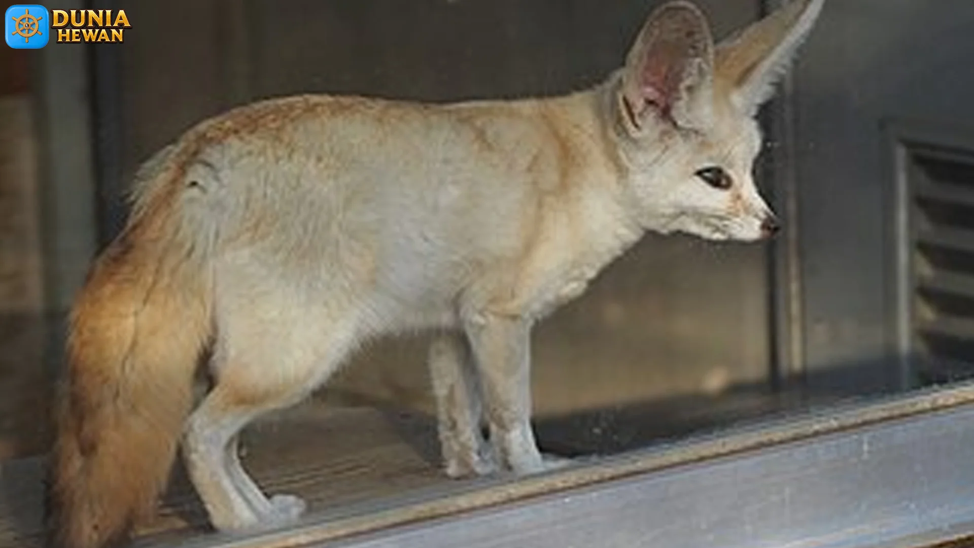 Rubah Fennec Habitat Asli di Gurun Sahara yang Ekstrem