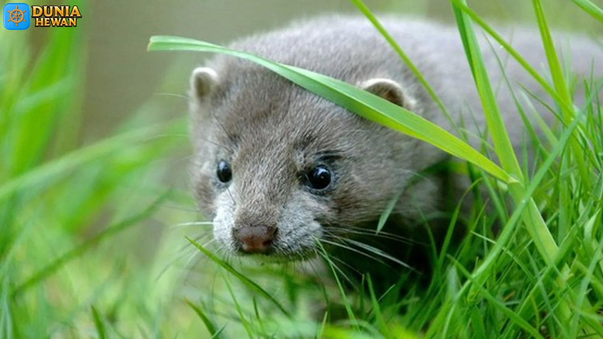 Cerpelai Cara Bertahan Hidup di Berbagai Habitat Ekstrem