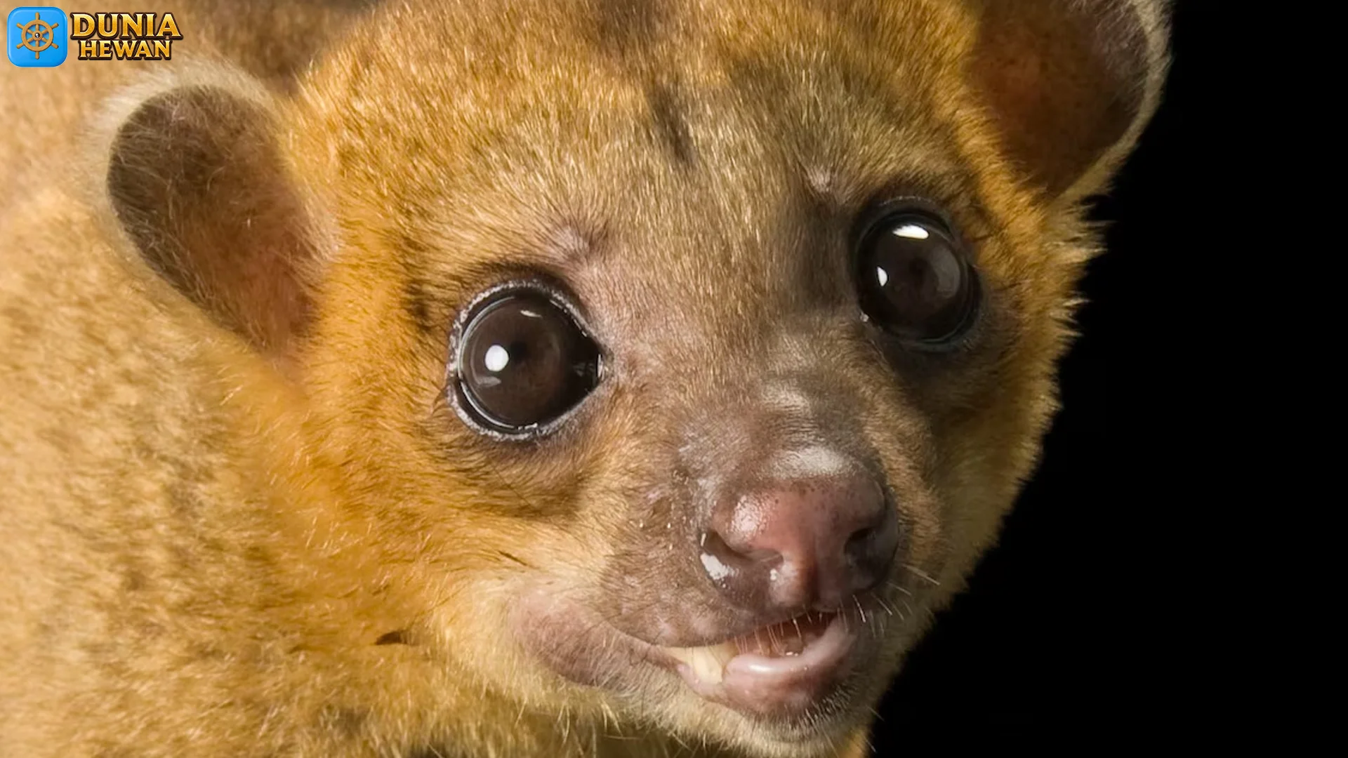 Kinkajou 5 Keunikan yang Membuatnya Jadi Primata Menarik