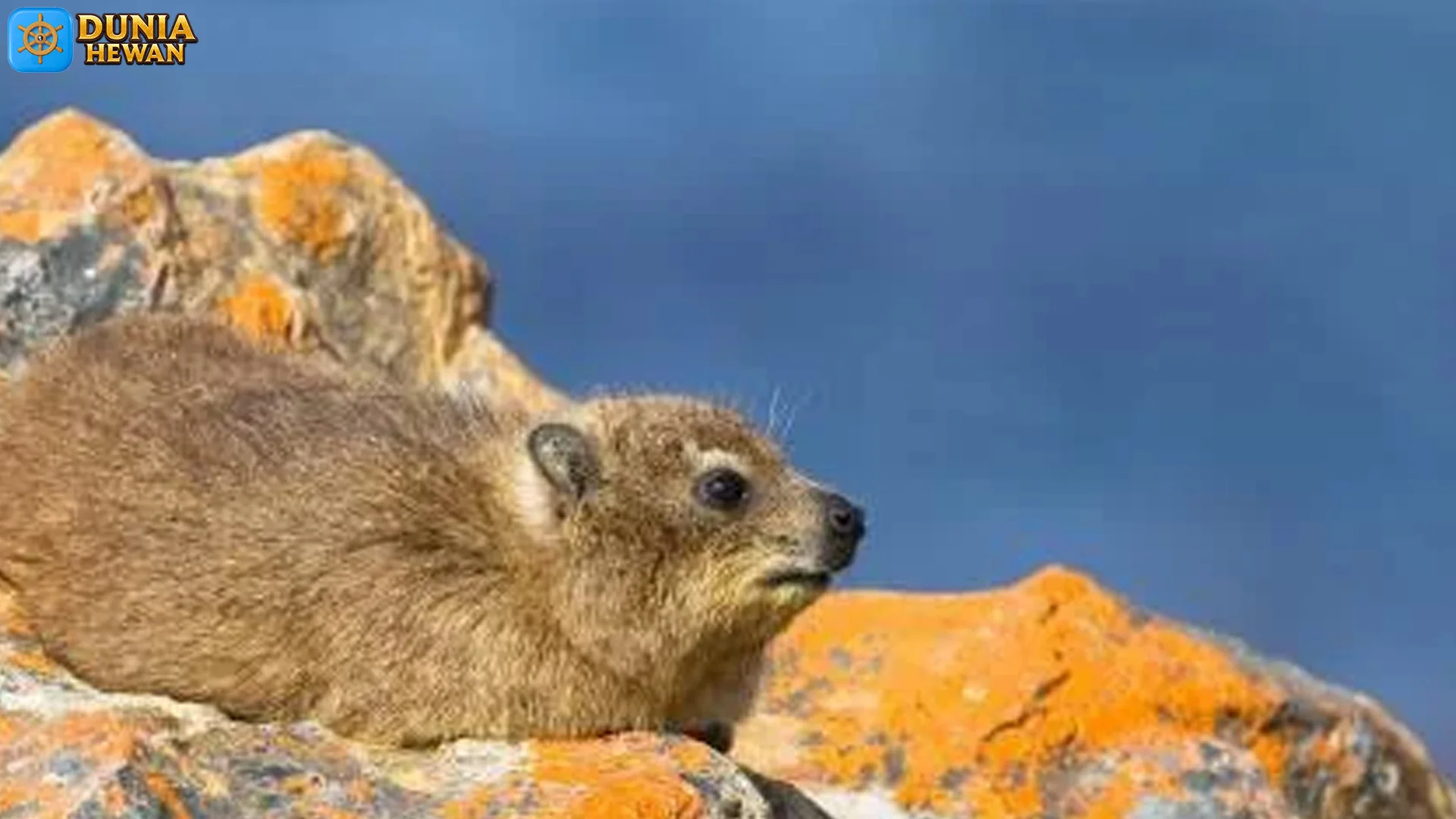 Imbila Kemampuan Memanjat Pohon dengan Cakar Tajam