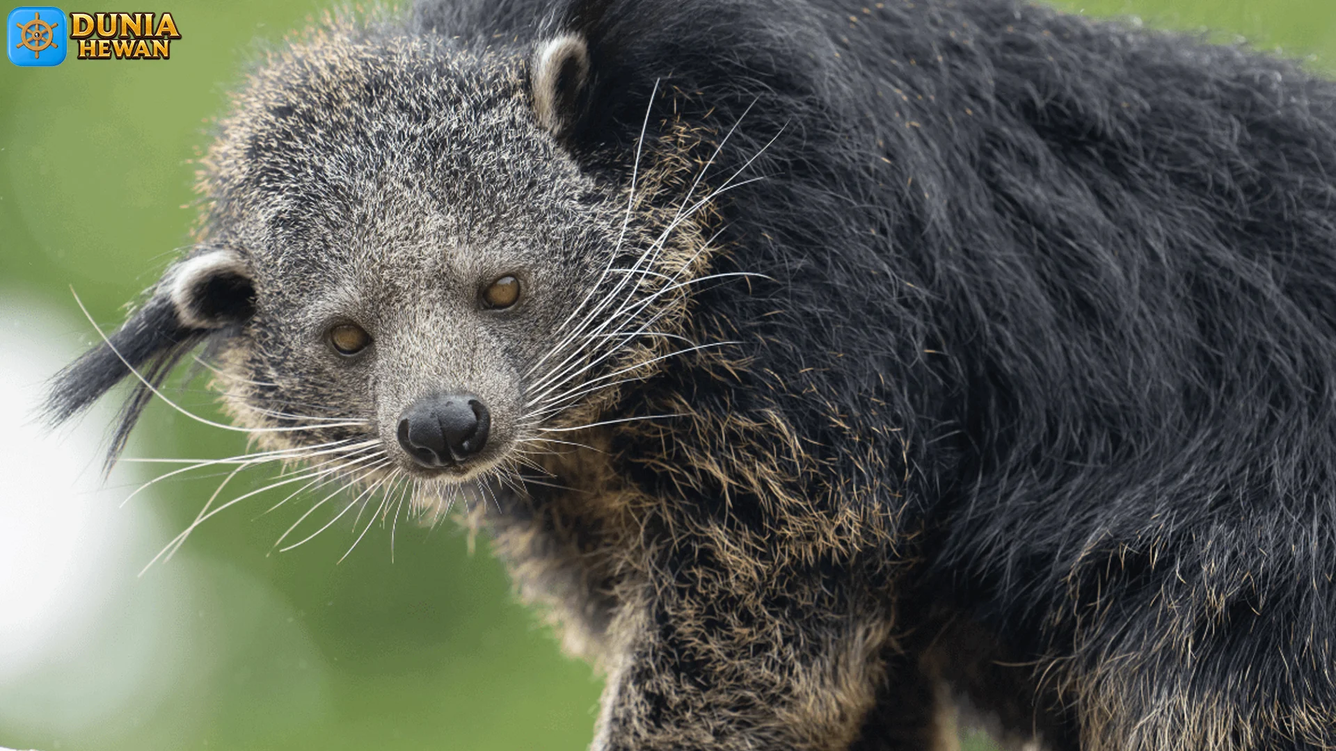 Binturung Memiliki Pola Makan Dan Aktivitas Yang Unik