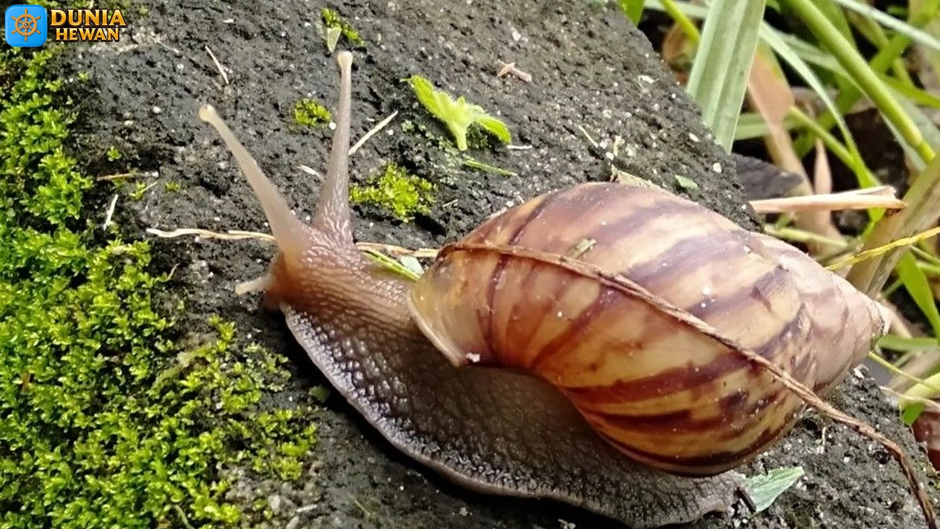 Hewan Bekicot Keunikan Bentuk Dan Warna Yang Memikat Mata