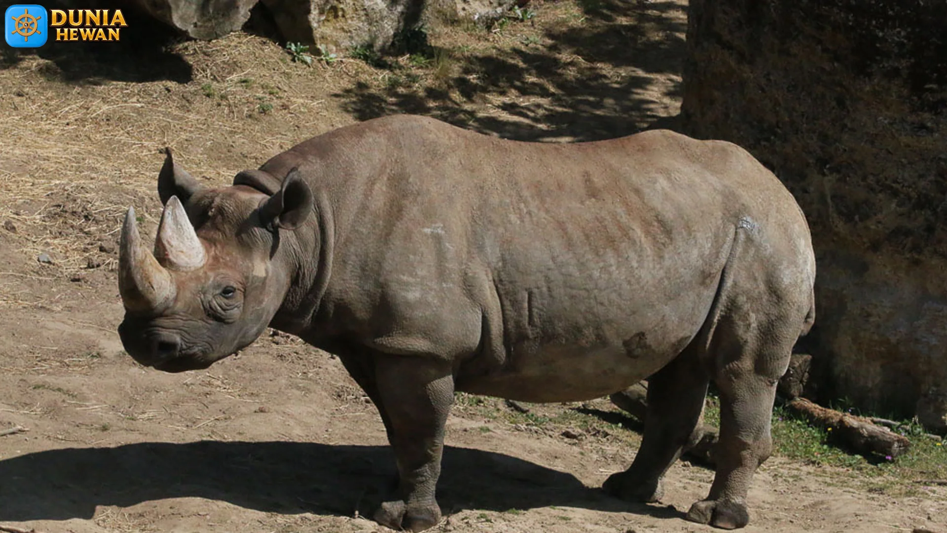 Hewan Diceros Miliki Jenis Yang Paling Terkenal Di Dunia