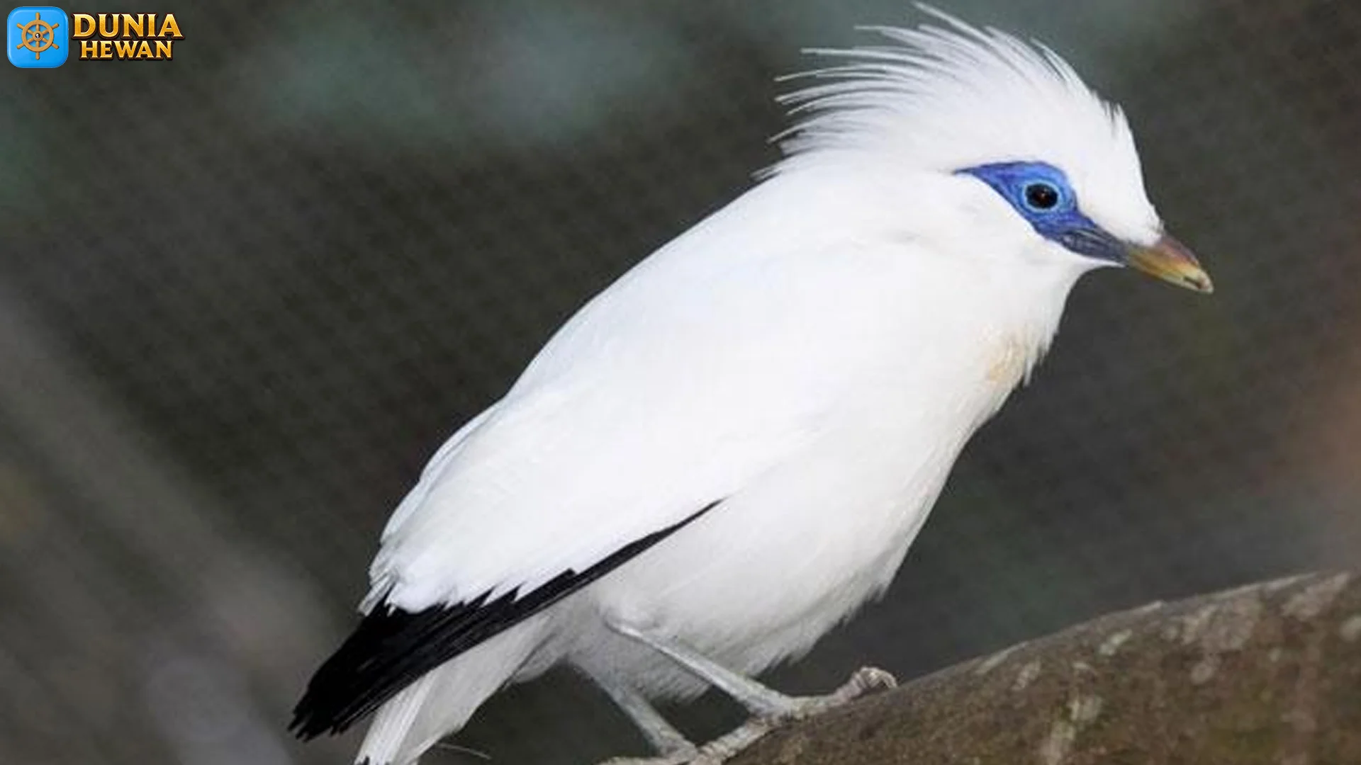 Jalak Bali Bukti Langka yang Hanya Ada di Pulau Dewata