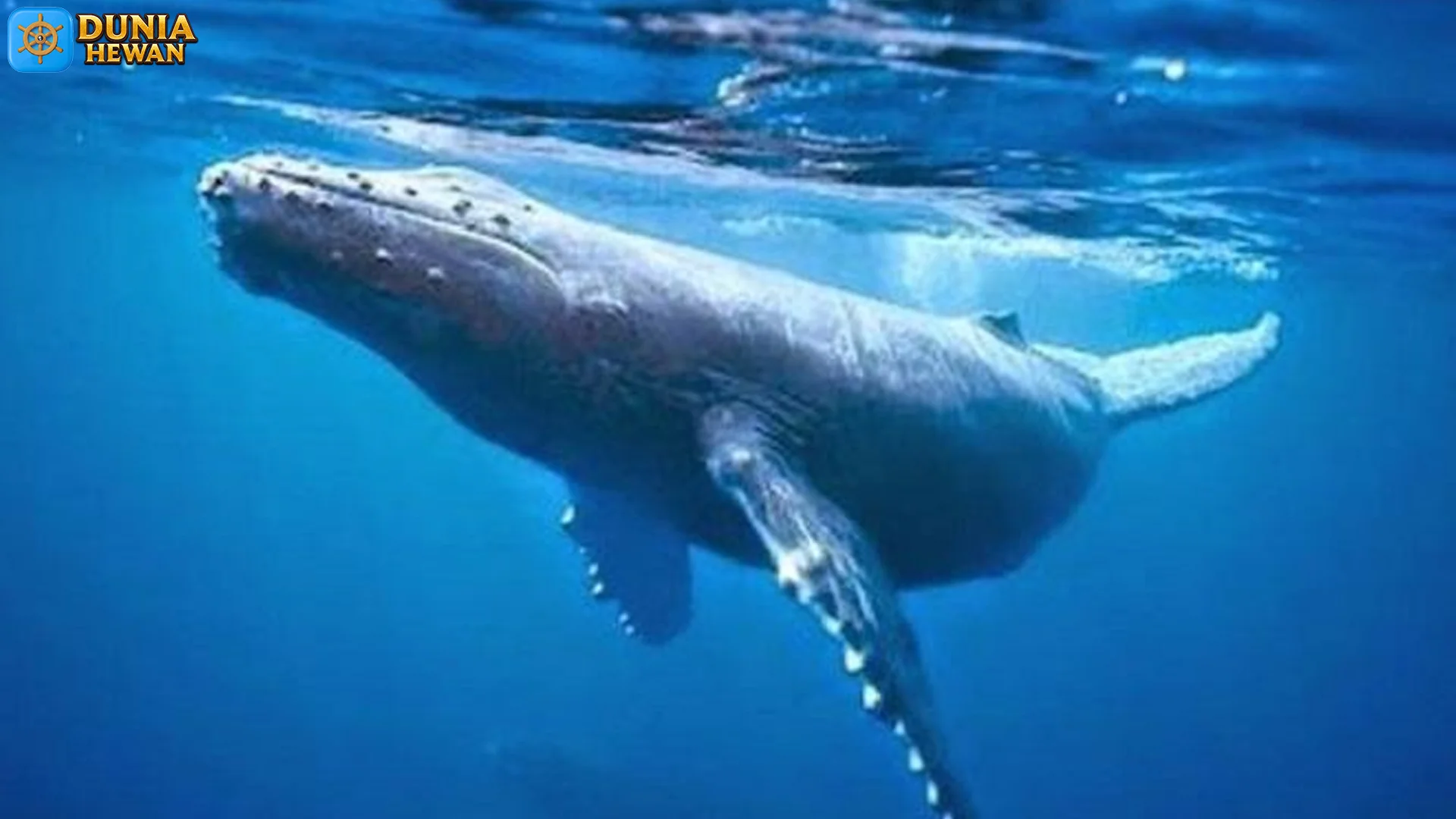 Alasan Hewan Paus Sirip Jadi Mamalia Laut Cepat Dan Unik