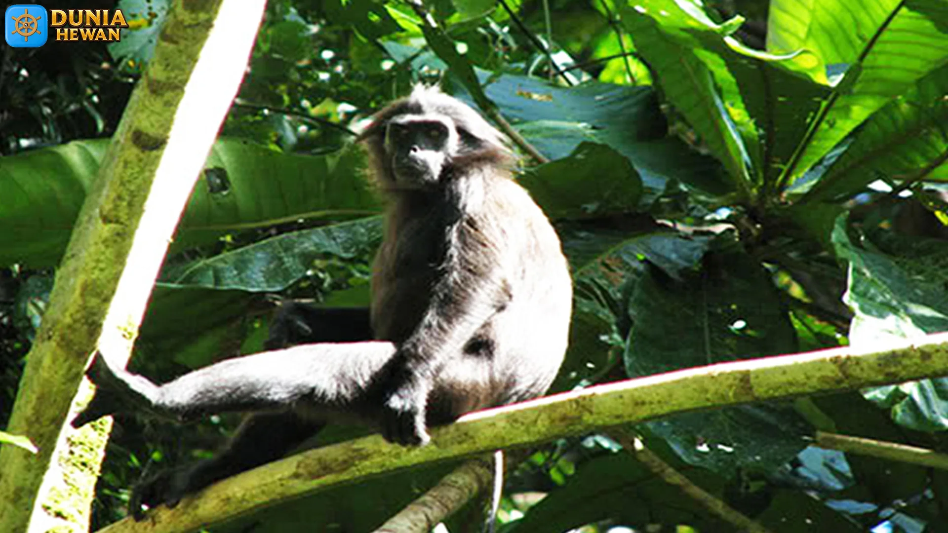 Simakobu Satwa Langka Yang Hanya Ada Di Pagai 