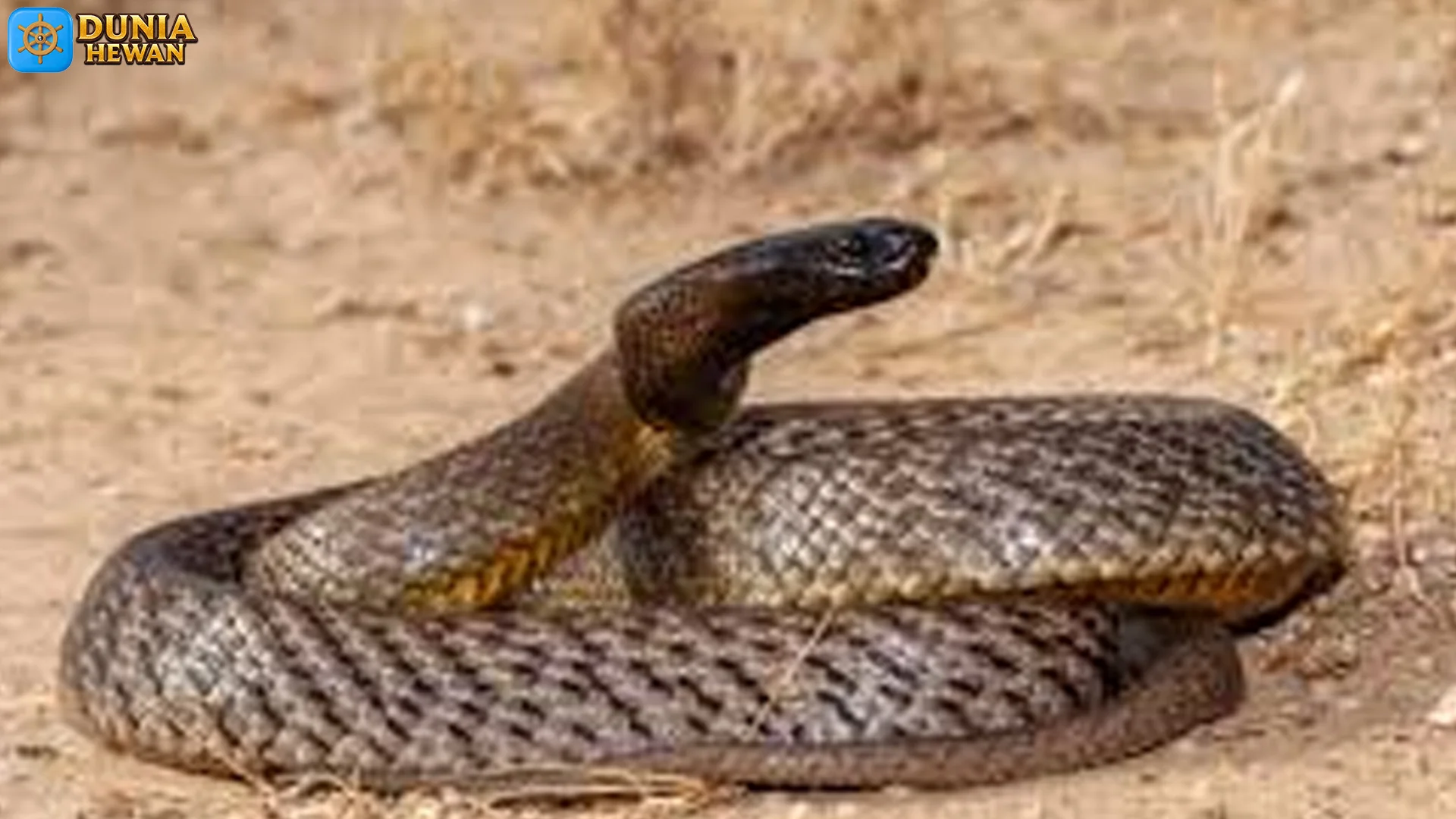 Perbedaan Taipan dengan King Kobra yang Jarang Diketahui