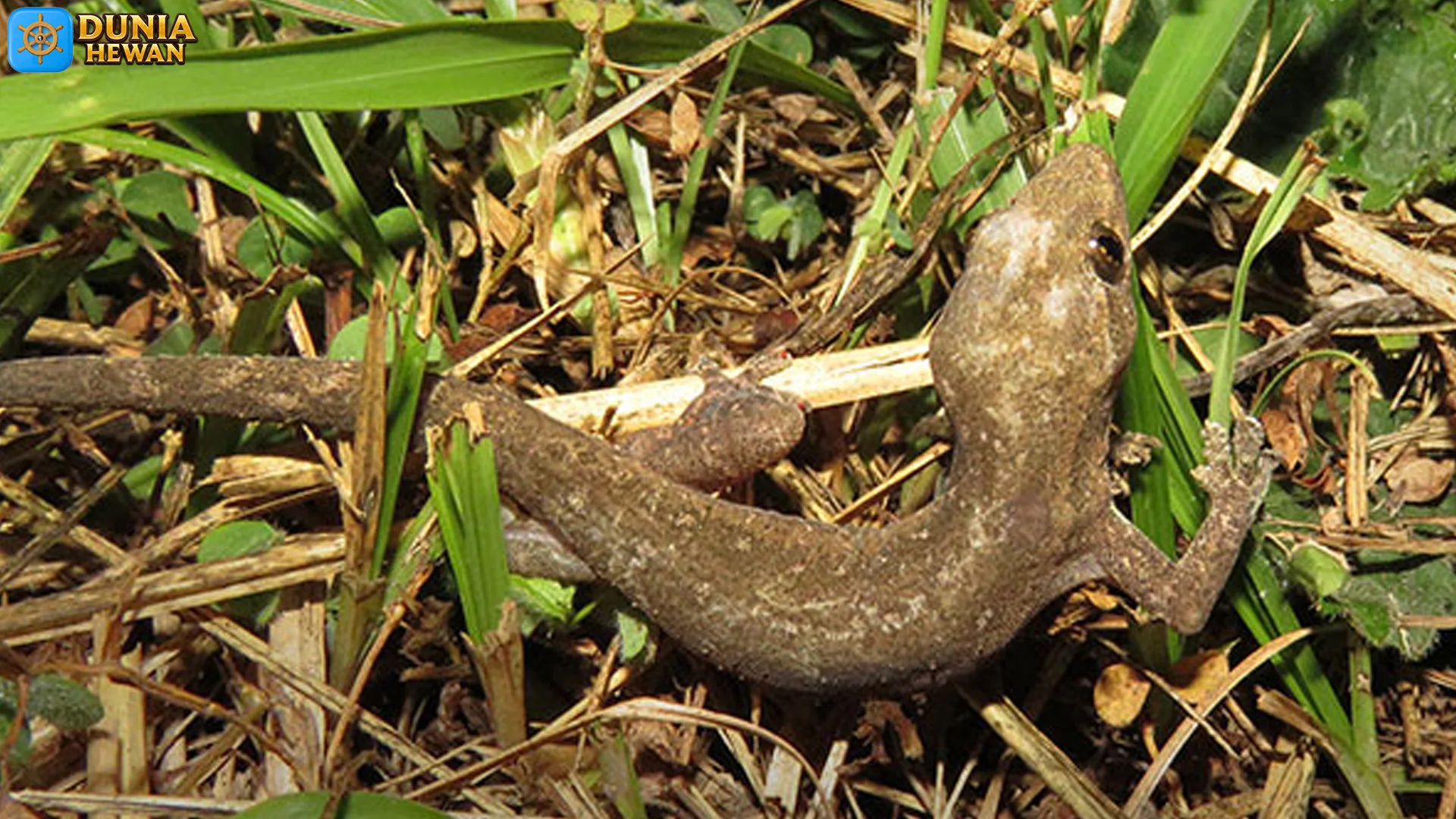 Bukti Hewan Squamata yang Jarang Dibahas di Buku Biologi