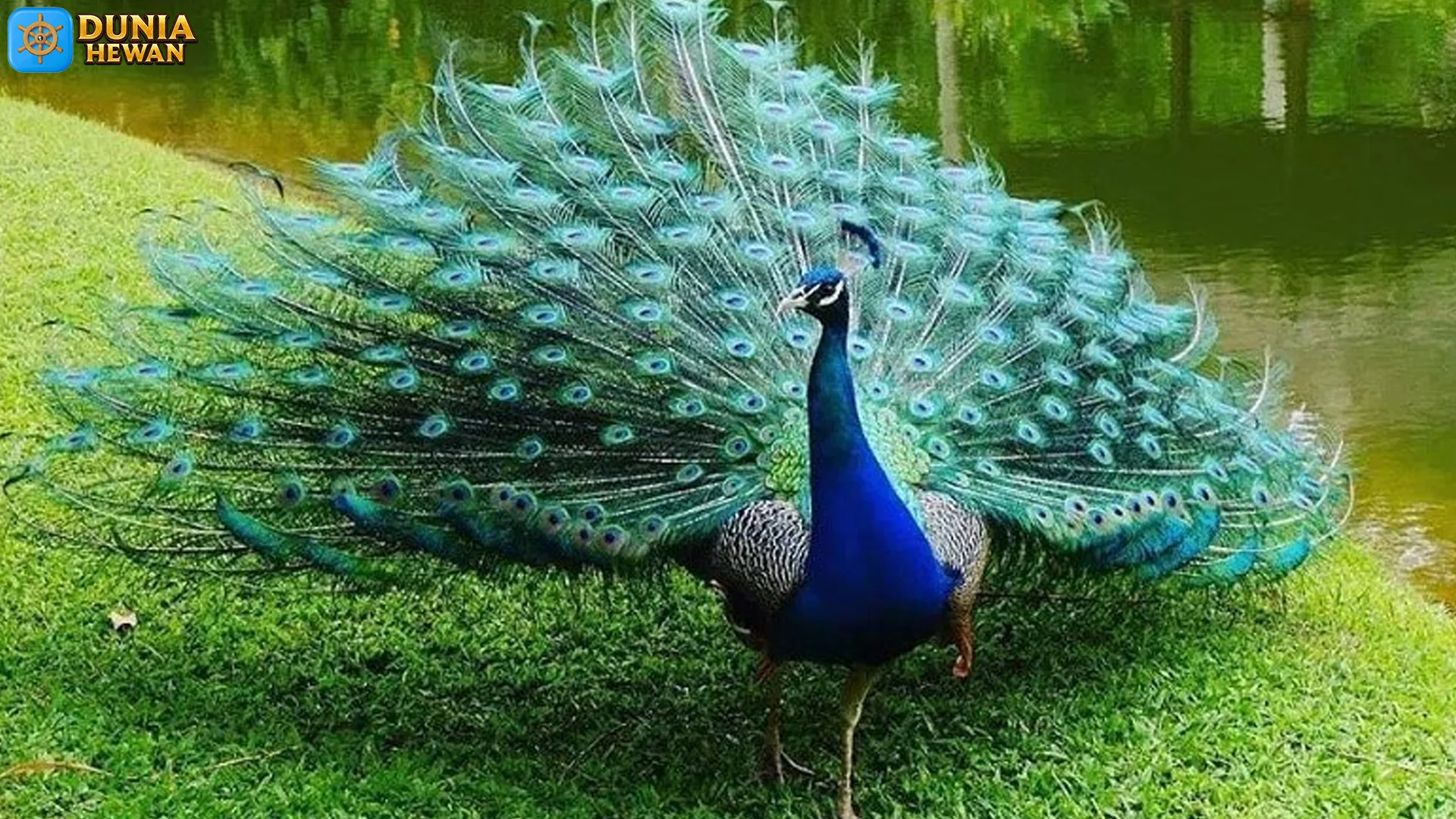 Merak Biru Fakta Ekor Indah dengan Ratusan Bintik Mata