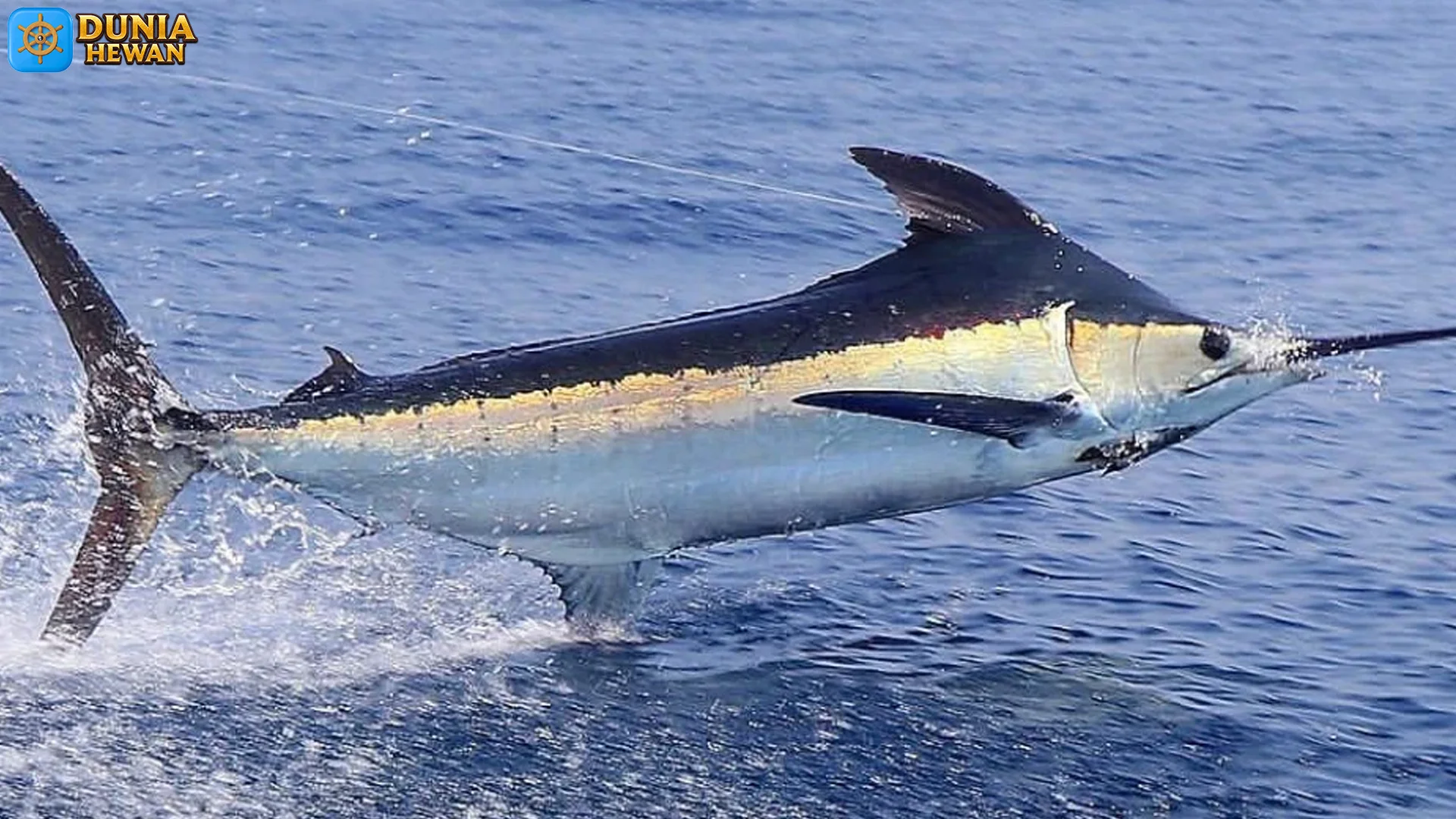 Marlin Memiliki Strategi Berburu Membuatnya Efektif di Samudra