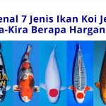 Mengenal 7 Jenis Ikan KOI Jepang yang Cantik dan Mahal