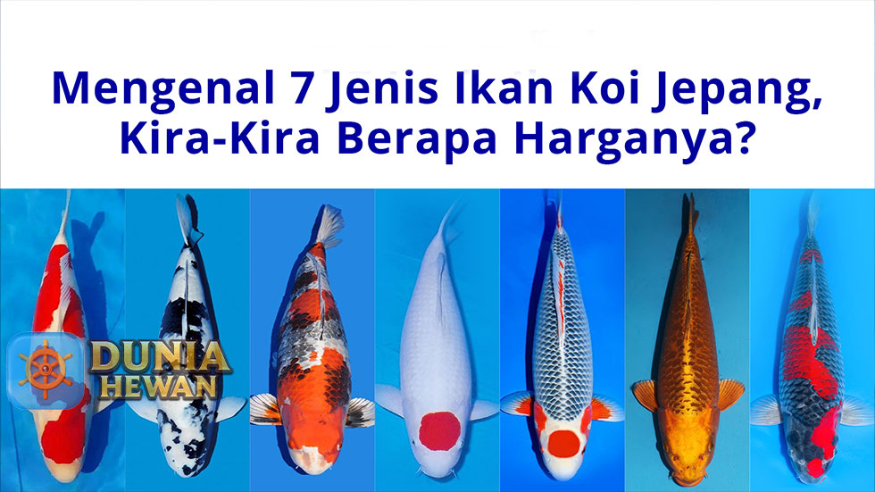 Mengenal 7 Jenis Ikan KOI Jepang yang Cantik dan Mahal