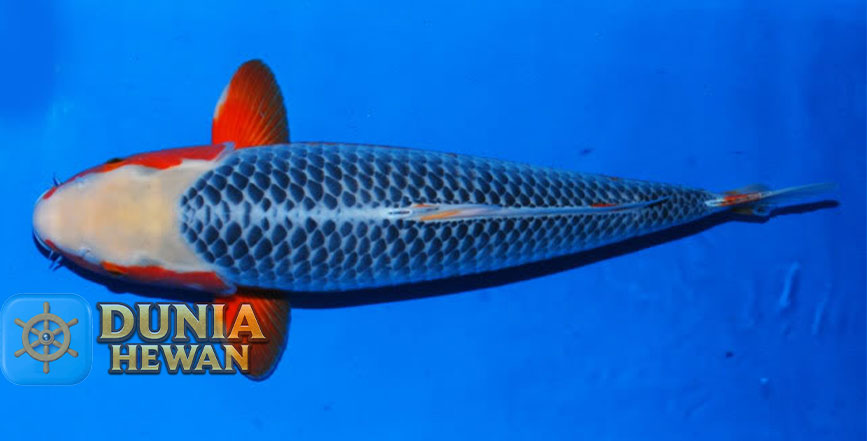 warna biru keabu-abuan Asagi