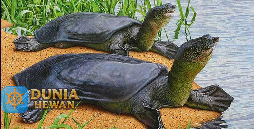 Fakta Tentang Labi-Labi Hewan Air Darat Kerabat Dekat Kura-Kura