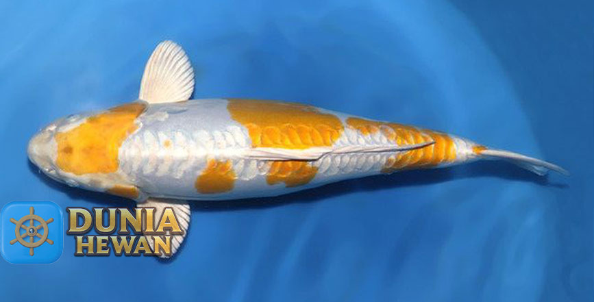 Ginrin koi jepang