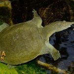 Fakta Tentang Labi-Labi Hewan Air Darat Kerabat Dekat Kura-Kura