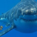 Hiu Putih Raksasa "Great White Shark" Hiu Terbesar di Dunia