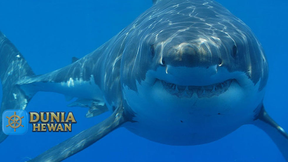Hiu Putih Raksasa “Great White Shark” Hiu Terbesar di Dunia
