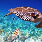 Ini 10 Fakta Paling Menarik Tentang Hewan Laut Penyu