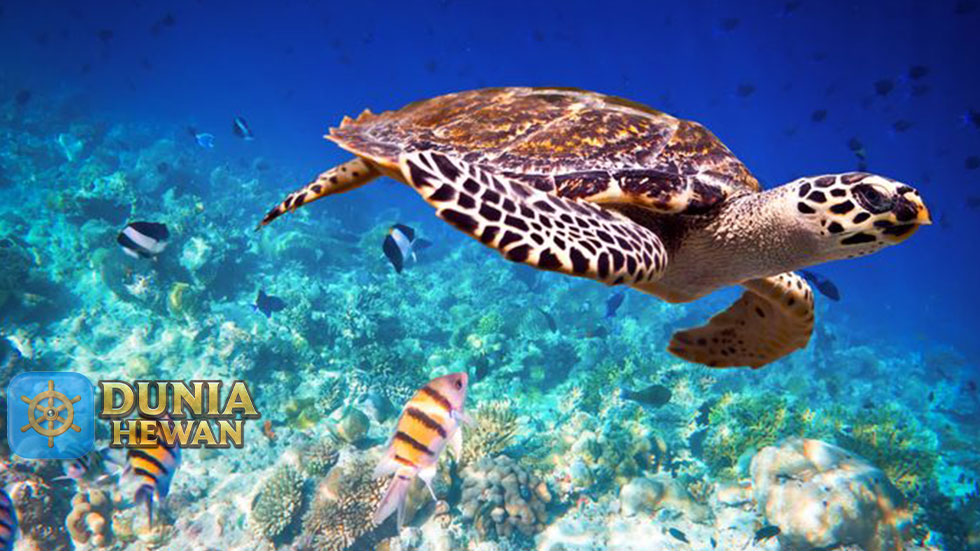 Ini 10 Fakta Paling Menarik Tentang Hewan Laut Penyu