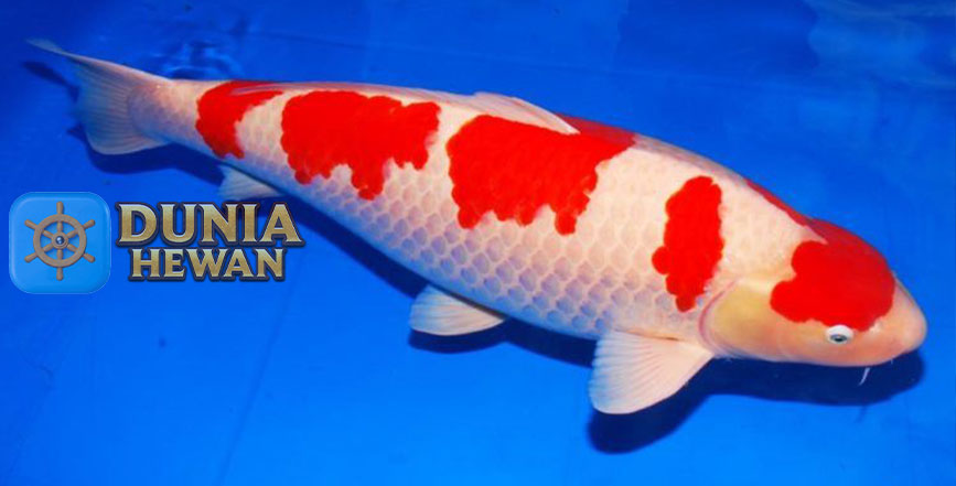Kohaku