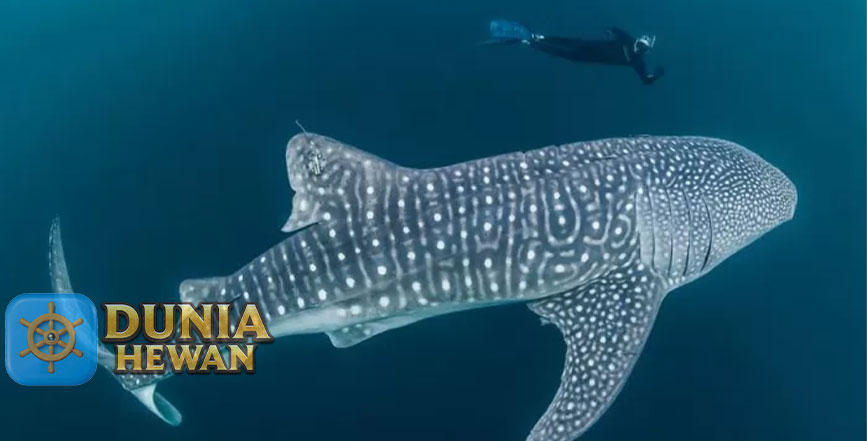 Mengenal 5 Fakta Unik Hiu Tutul Ikan Terbesar di Laut Dunia