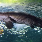 Mengenal Arapaima Ikan Predator Terbesar Air Tawar di Amazon