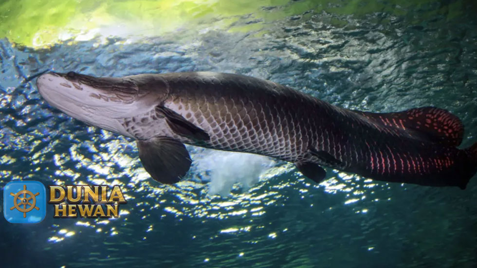 Mengenal Arapaima Ikan Predator Terbesar Air Tawar di Amazon