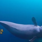 Narwhal Adalah Paus Bertanduk Seperti Cerita Legenda Unicorn