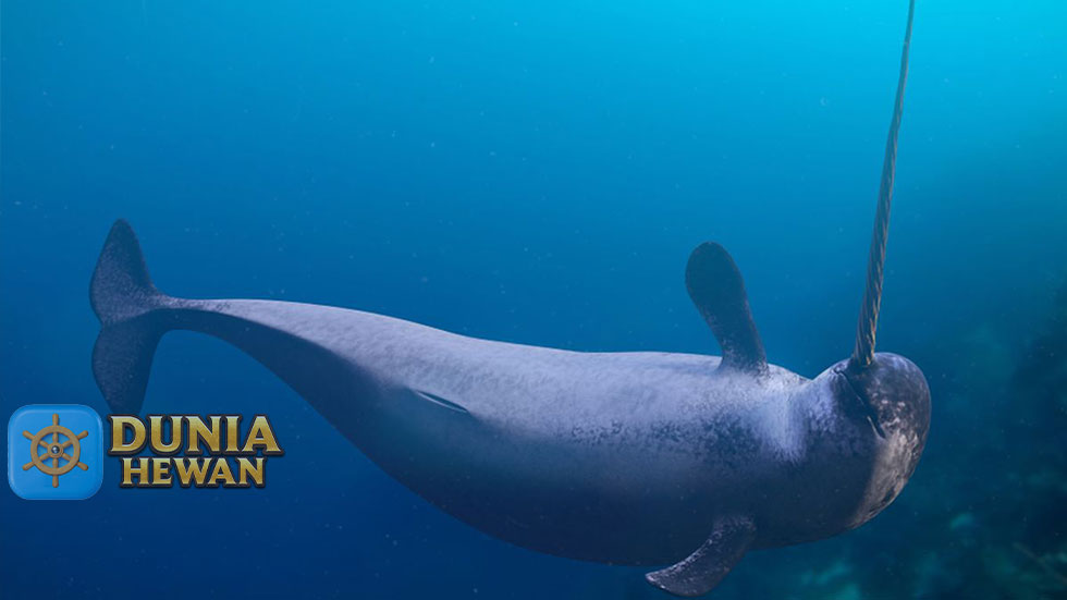 Narwhal Adalah Paus Bertanduk Seperti Cerita Legenda Unicorn
