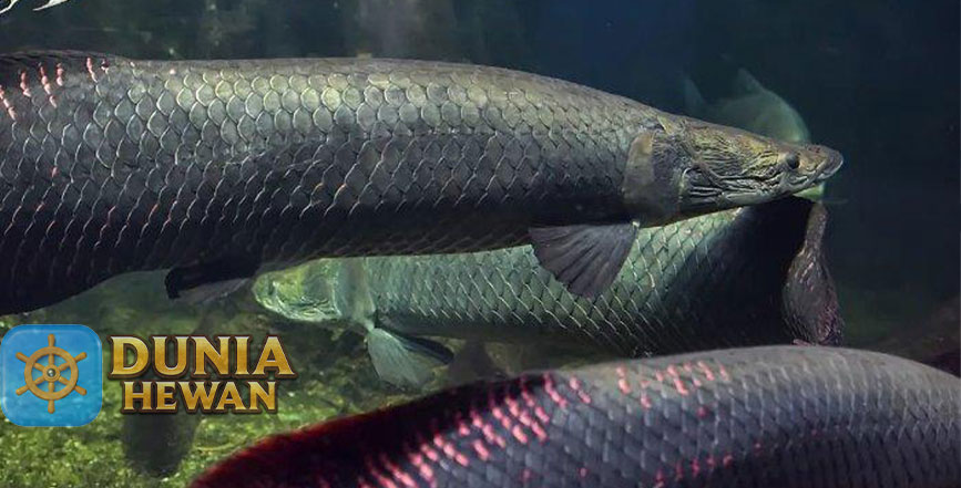 Mengenal Arapaima Ikan Predator Terbesar Air Tawar di Amazon