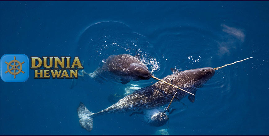 Narwhal Adalah Paus Bertanduk Seperti Cerita Legenda Unicorn