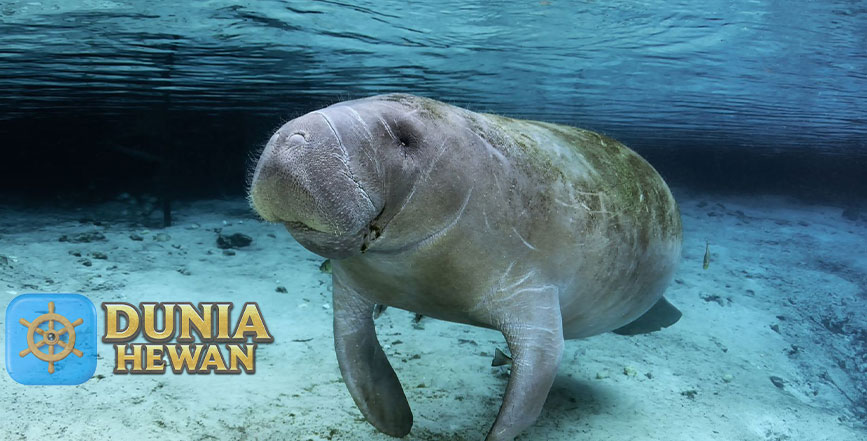 Inilah 9 Fakta Ikan Duyung Alias Dugong Hewan Air Laut Indonesia