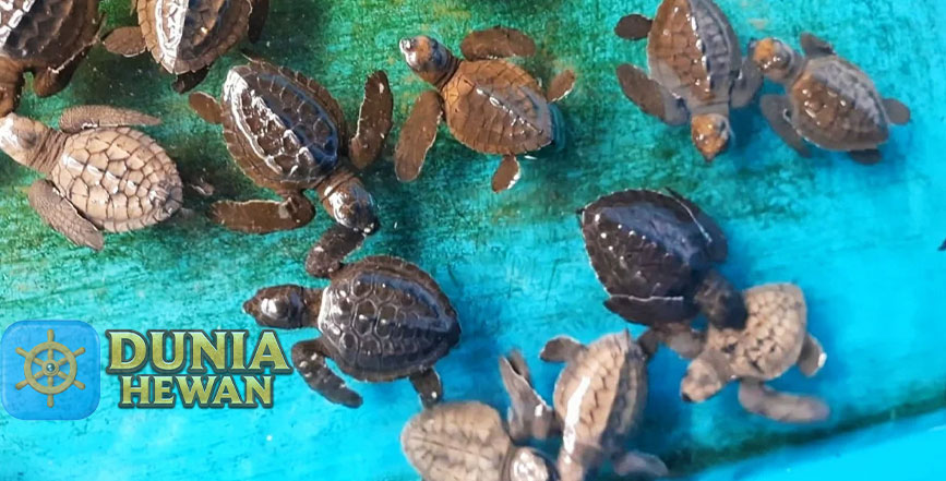 Ini 10 Fakta Paling Menarik Tentang Hewan Laut Penyu