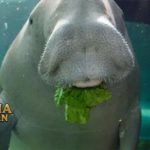 Inilah 9 Fakta Ikan Duyung Alias Dugong Hewan Air Laut Indonesia