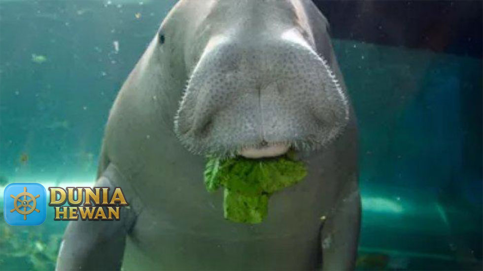 Inilah 9 Fakta Ikan Duyung Alias Dugong Hewan Air Laut Indonesia