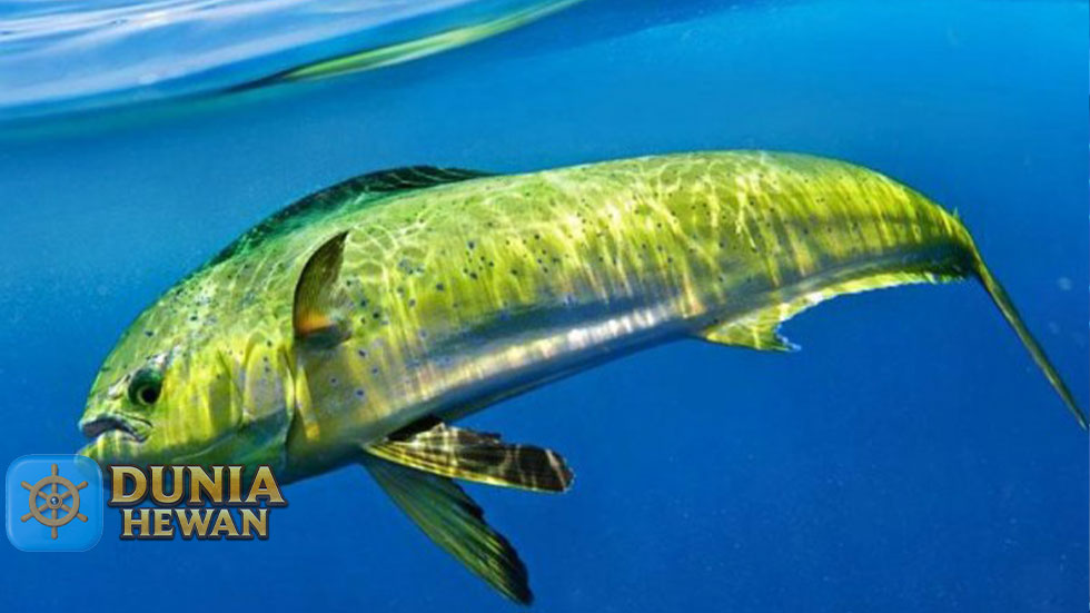 5 Fakta Menarik Ikan Lemadang, Ikan Yang Hidup Di Laut Dangkal