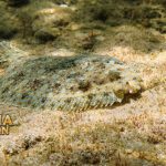 5 Fakta Menarik Tentang Ikan Flounder Ikan Datar di Bawah Air