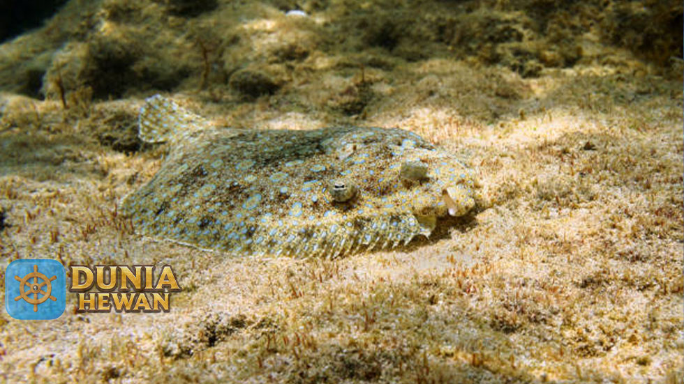 5 Fakta Menarik Tentang Ikan Flounder Ikan Datar di Bawah Air