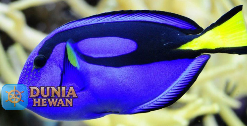 Fakta Unik Ikan Dory yang Dagingnya Sangat Beracun