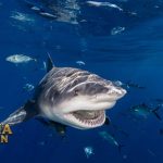 Fakta Menarik Hiu Banteng yang Paling Berbahaya di Laut