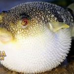 Fakta Menarik Ikan Buntal yang Memiliki Racun Paling Mengerikan