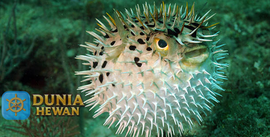 Fakta Menarik Ikan Buntal yang Memiliki Racun Paling Mengerikan