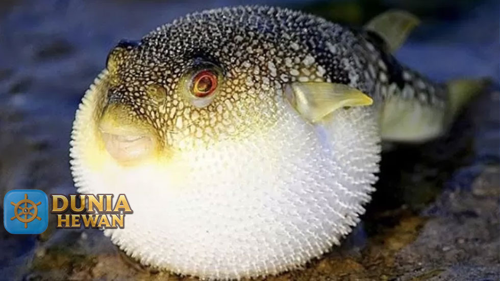 Fakta Menarik Ikan Buntal yang Memiliki Racun Paling Mengerikan