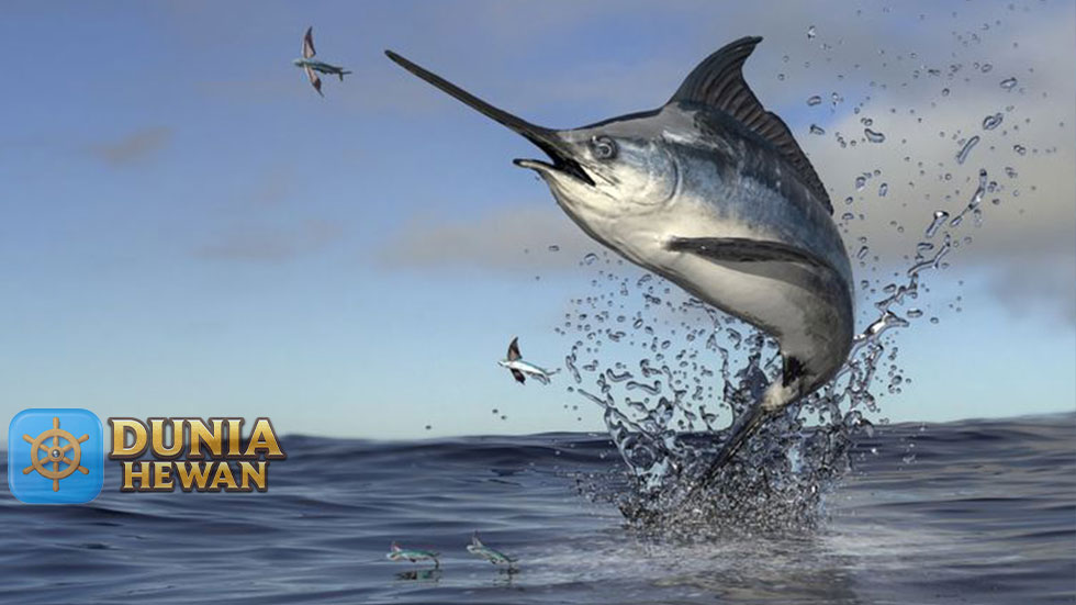 Fakta Menarik Ikan Marlin Kecepatan Berenang di Samudra