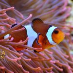 Fakta Menarik Ikan Nemo Tidak Mempan Meski Tersengat Anemon