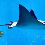 Fakta Menarik Ikan Pari Tak Memiliki Kerangka Tulang & Beracun